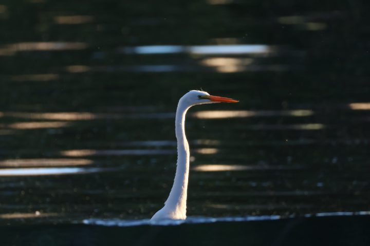 Great Egret at Sunset