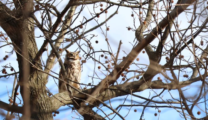🦉