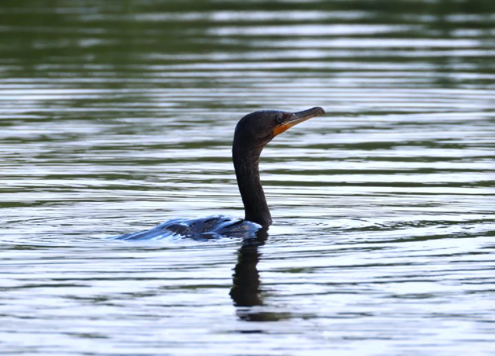 Cormorant
