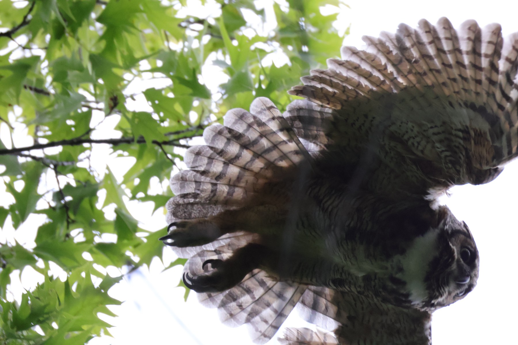 Flying Owl Overhead!