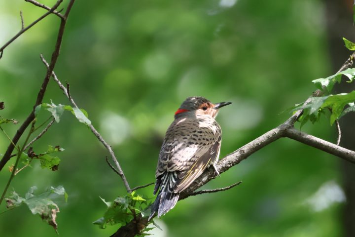 Flicker in the Forest