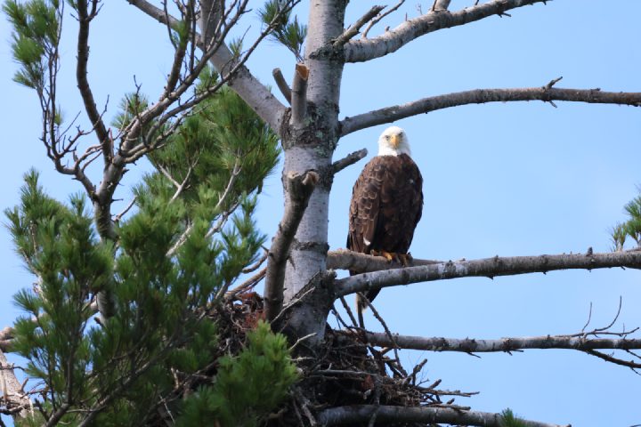 Bald Eagle