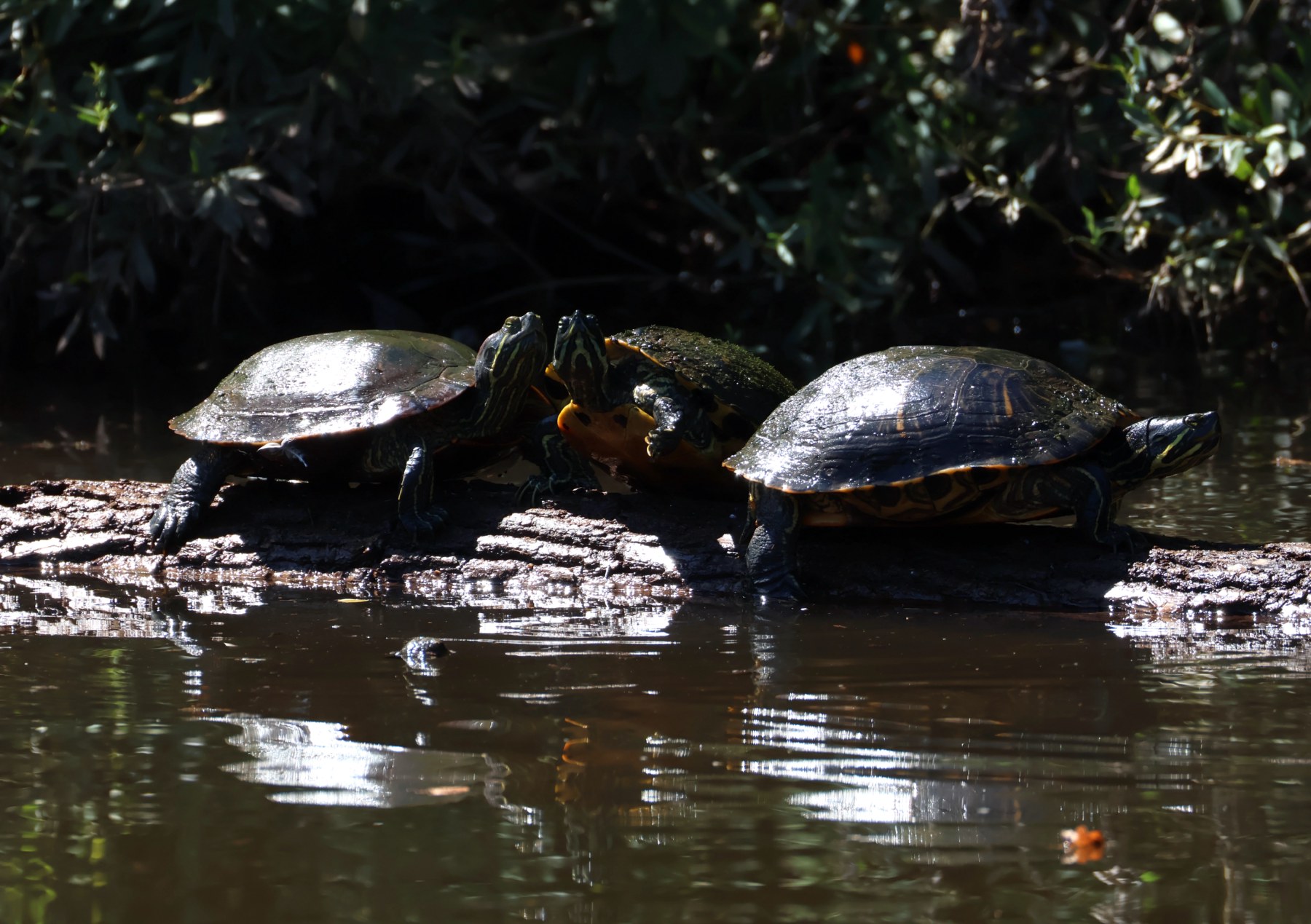 Turtle Loggin