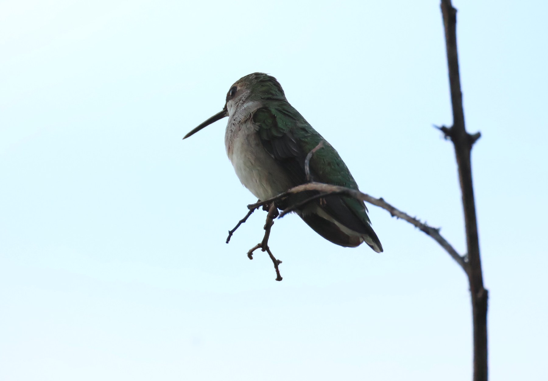 Hummingbird!