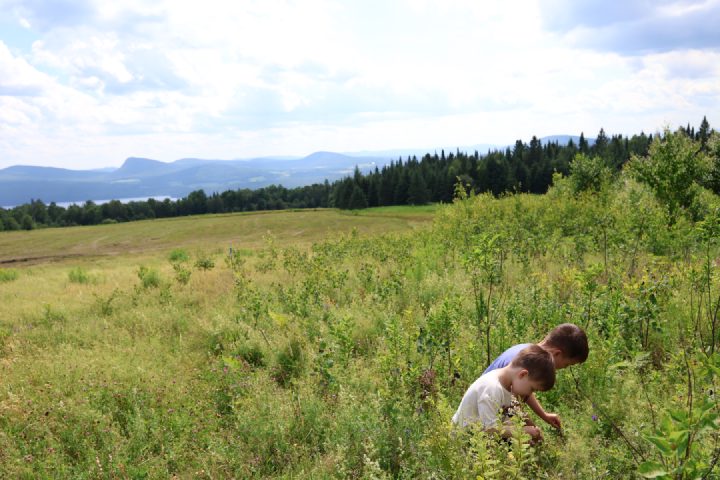 Berry Picking